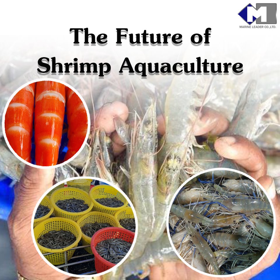 Future of Shrimp Aquaculture